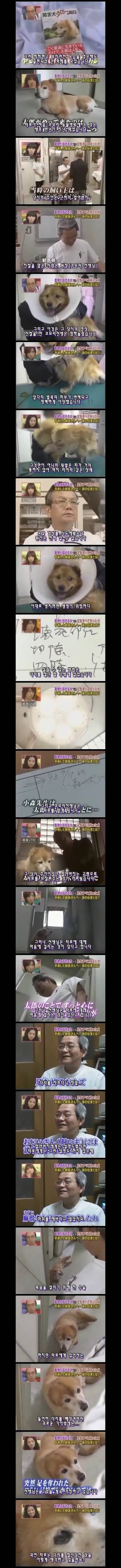  사지가 절단된 강아지 타로의 마음 | 인스티즈