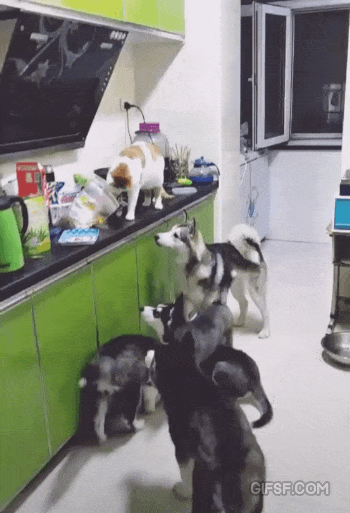 개들 사육하는 고양이 | 인스티즈