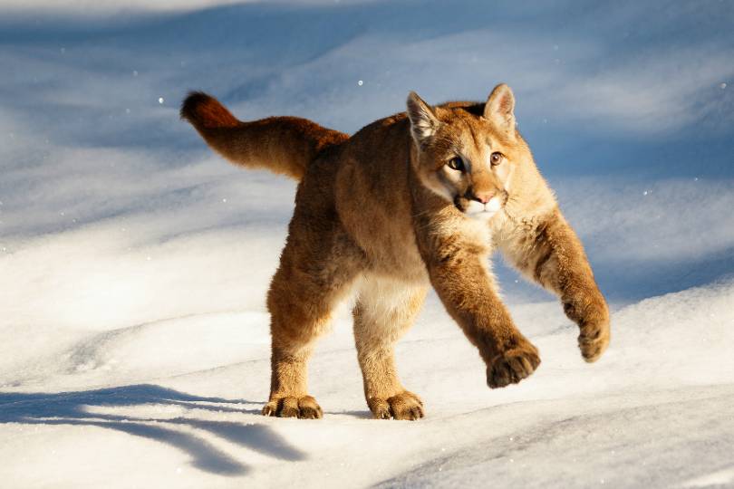 맹수들의 카리스마 넘치는 모습들 | 인스티즈