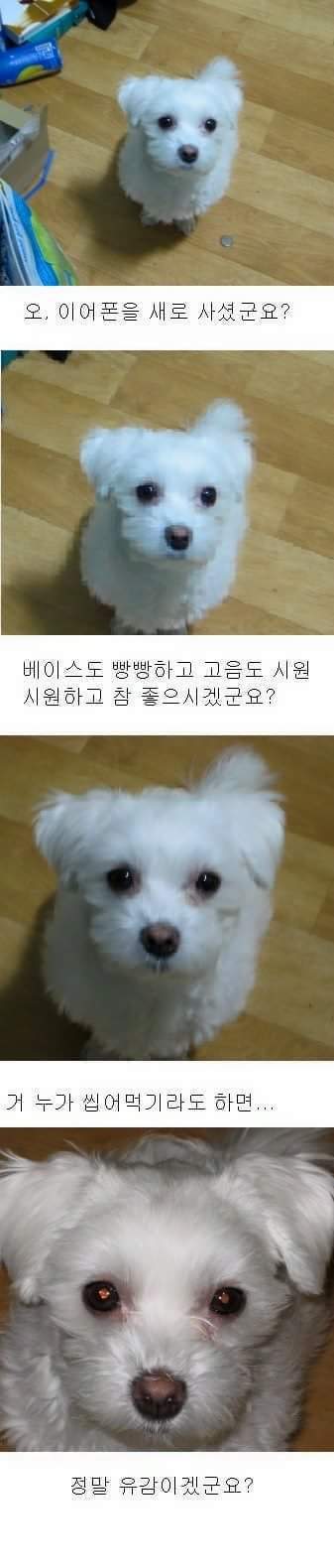 강아지를 기르는 사람만이 아는 공포 | 인스티즈