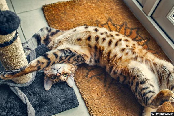 반려묘가 당신을 사랑하고 있다는 9가지 신호 | 인스티즈