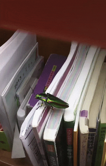 지 나는 똥파리 | 인스티즈