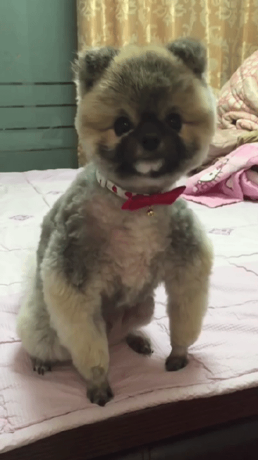 아무래도 인사를 잘못 가르친 것 같다 | 인스티즈