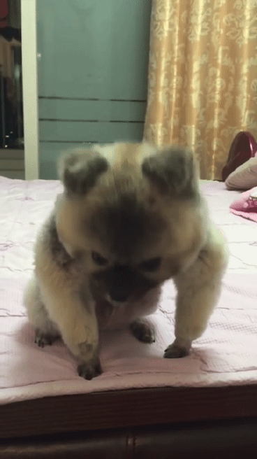 아무래도 인사를 잘못 가르친 것 같다 | 인스티즈