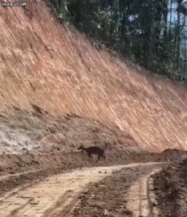고라니의 추진력 | 인스티즈