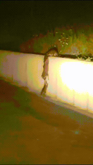 밀입국하는 라쿤가족!!! | 인스티즈