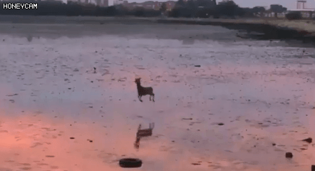 세상 즐거워 보이는 사슴 | 인스티즈