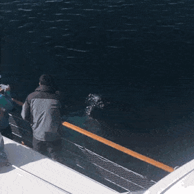 눈앞에서 보는 고래!!! | 인스티즈