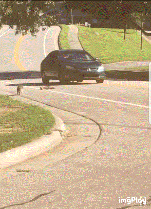 친구의 죽음을 본 너구리 | 인스티즈