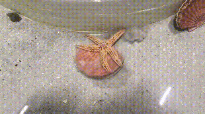 가리비가 이동하는 방법 | 인스티즈