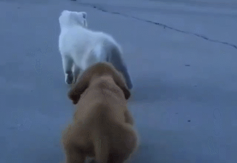 고양이 &amp; 강아지 | 인스티즈