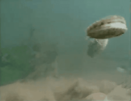 가리비가 이동하는 방법 | 인스티즈