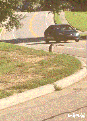 친구의 죽음을 본 너구리 | 인스티즈