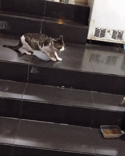 냥아치들 싸움 말리는 개 | 인스티즈