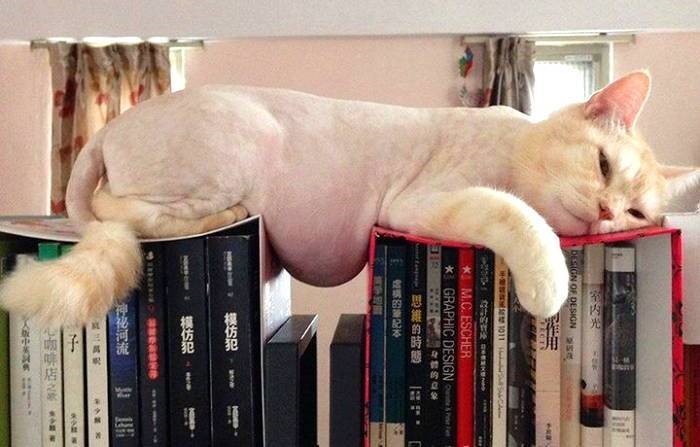 과식 조심하라냥 | 인스티즈