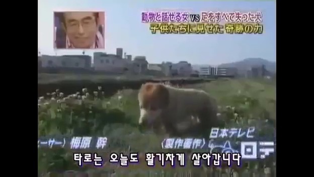  사지가 절단된 강아지 타로의 마음 | 인스티즈