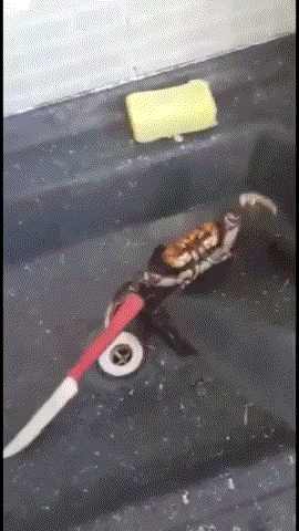 게요리가 위험한 이유 | 인스티즈