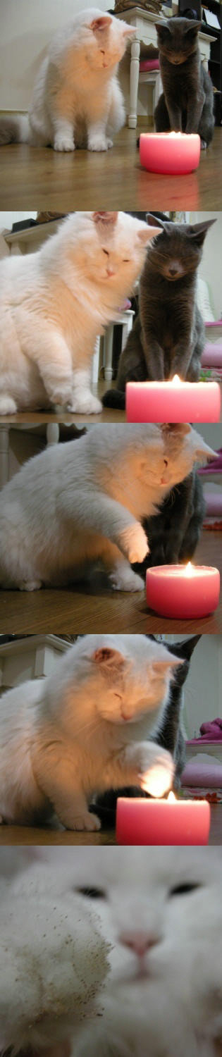 솜방망이 끄슬린 고양이 | 인스티즈