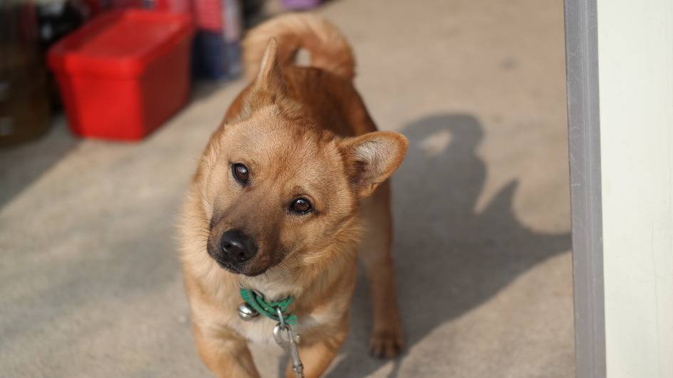 갸우뚱거리는 멍뭉이들 | 인스티즈