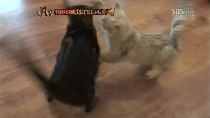 흥미로운 고양이들의 세계 | 인스티즈