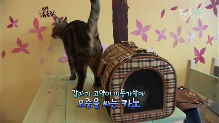 흥미로운 고양이들의 세계 | 인스티즈