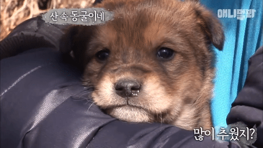 북한산 바위 틈에서 구조된 인절미들ㅠㅠㅠㅠㅠㅠ.gif | 인스티즈