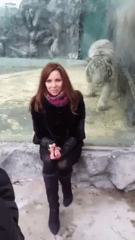 먹이를 노리는 호냥이 | 인스티즈