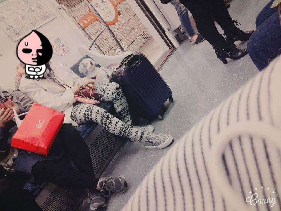 강아지에게 양보하세요 | 인스티즈