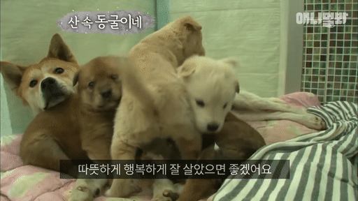 북한산 바위 틈에서 구조된 인절미들ㅠㅠㅠㅠㅠㅠ.gif | 인스티즈