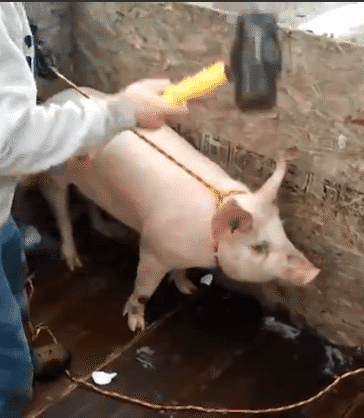 【토할수 있음 클릭시 본인이책임짐】우리가 먹는 돼지고기........ | 인스티즈