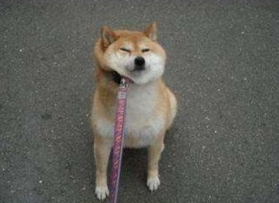 강아지 안키우는 사람들의 흔한 오해.jpg | 인스티즈