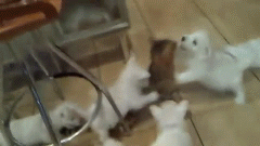 잘못된 장소에 있었던 냥이 .gif | 인스티즈