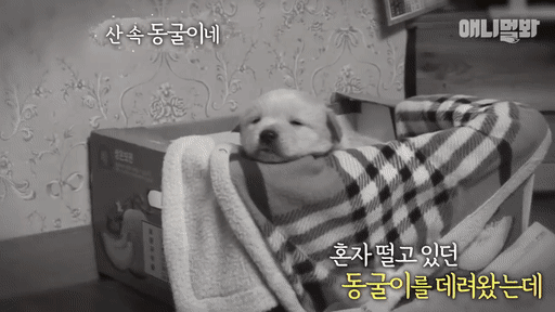 북한산 바위 틈에서 구조된 인절미들ㅠㅠㅠㅠㅠㅠ.gif | 인스티즈