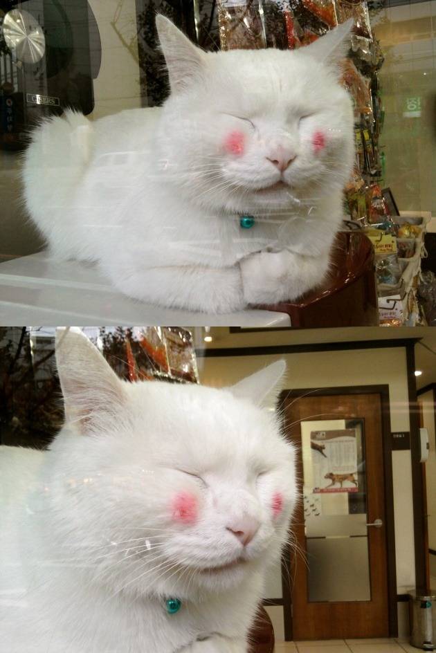 잠 많은 하얀 고양이의 아침 ㅋㅋㅋㅋㅋㅋ | 인스티즈