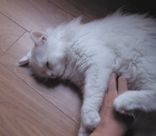 잠 많은 하얀 고양이의 아침 ㅋㅋㅋㅋㅋㅋ | 인스티즈