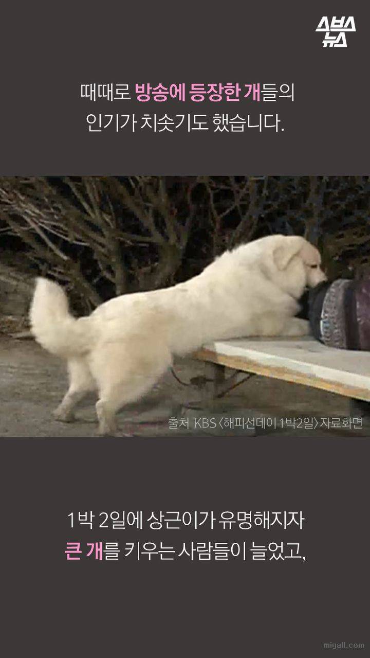 개들도 유행을 탄다.JPG | 인스티즈