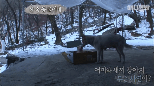 북한산 바위 틈에서 구조된 인절미들ㅠㅠㅠㅠㅠㅠ.gif | 인스티즈