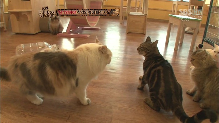 흥미로운 고양이들의 세계 | 인스티즈