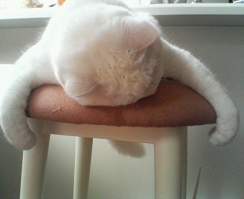 잠 많은 하얀 고양이의 아침 ㅋㅋㅋㅋㅋㅋ | 인스티즈