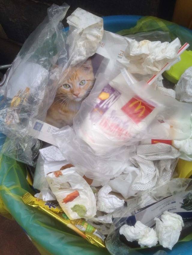 쓰레기통에 버려진 고양이 | 인스티즈