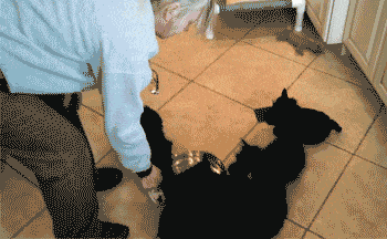 토네이독 | 인스티즈