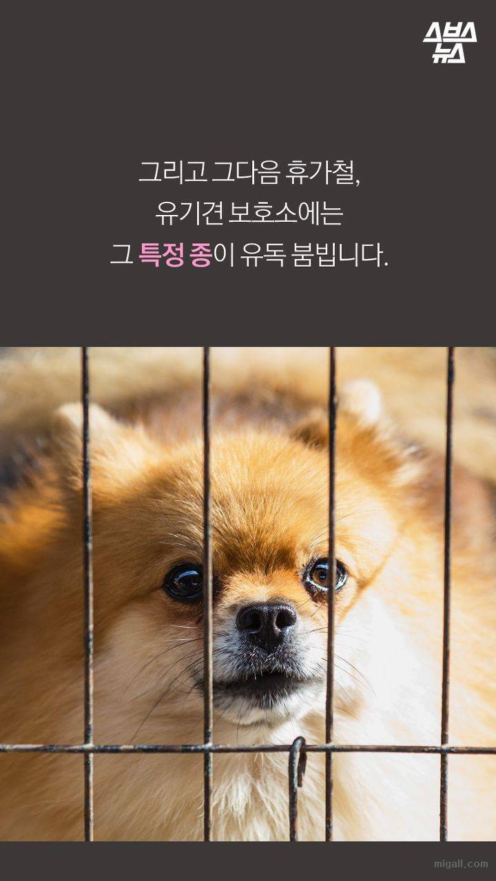 개들도 유행을 탄다.JPG | 인스티즈