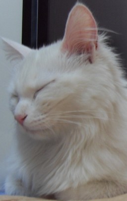 잠 많은 하얀 고양이의 아침 ㅋㅋㅋㅋㅋㅋ | 인스티즈