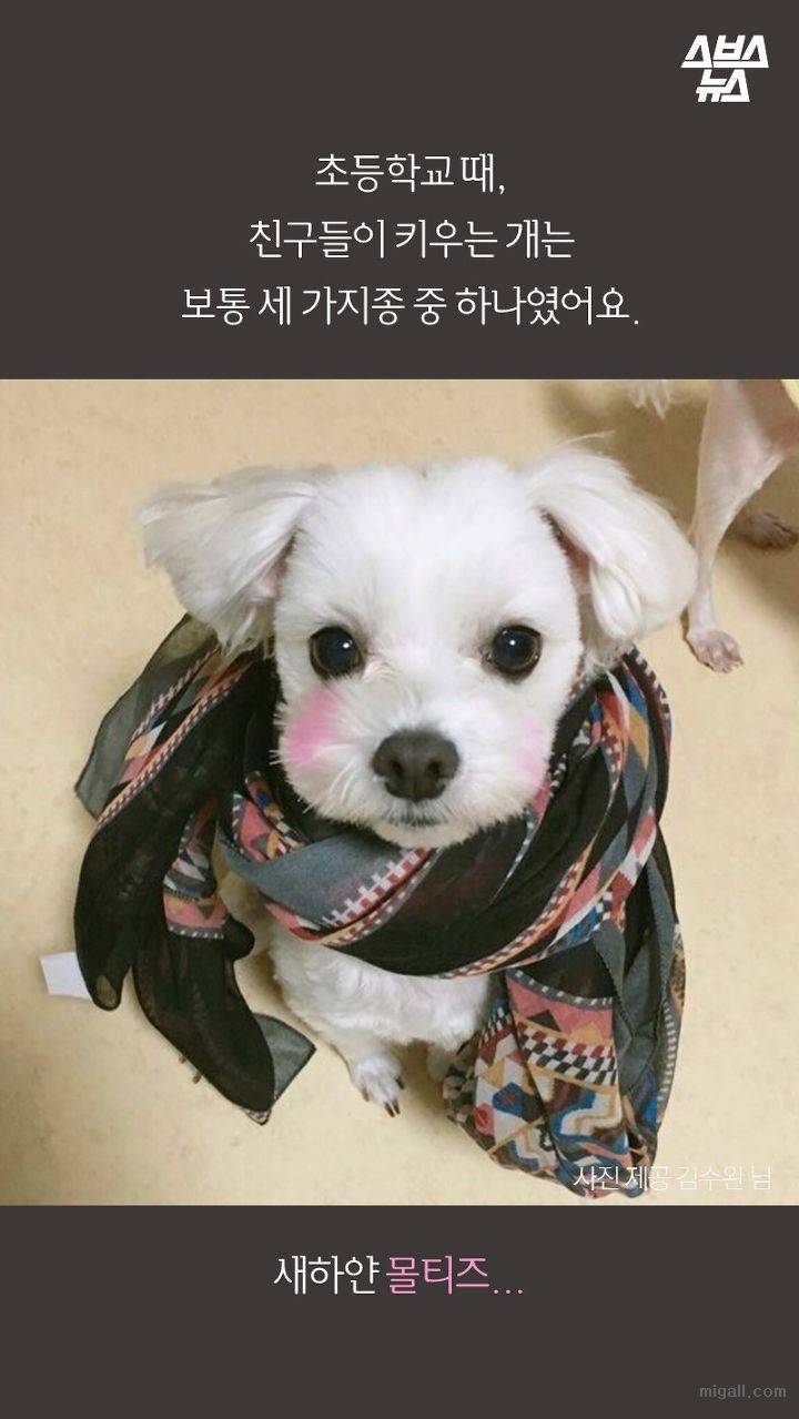 개들도 유행을 탄다.JPG | 인스티즈