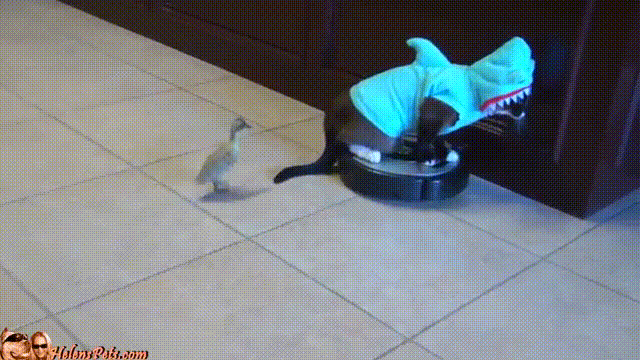 고양이에 관한 지식 | 인스티즈