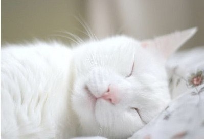 잠 많은 하얀 고양이의 아침 ㅋㅋㅋㅋㅋㅋ | 인스티즈