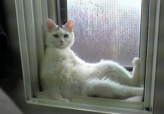 잠 많은 하얀 고양이의 아침 ㅋㅋㅋㅋㅋㅋ | 인스티즈