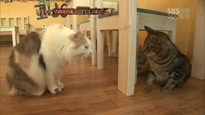 흥미로운 고양이들의 세계 | 인스티즈