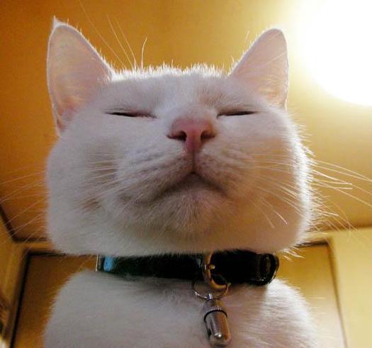 잠 많은 하얀 고양이의 아침 ㅋㅋㅋㅋㅋㅋ | 인스티즈