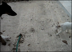 엄마 고양이 .GIF | 인스티즈